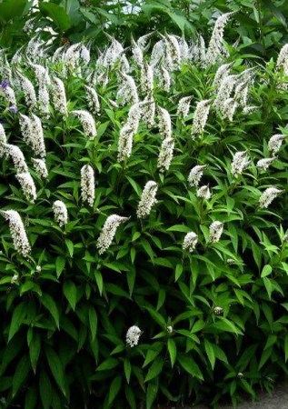 LYSIMACHIA clethroides.jpg1